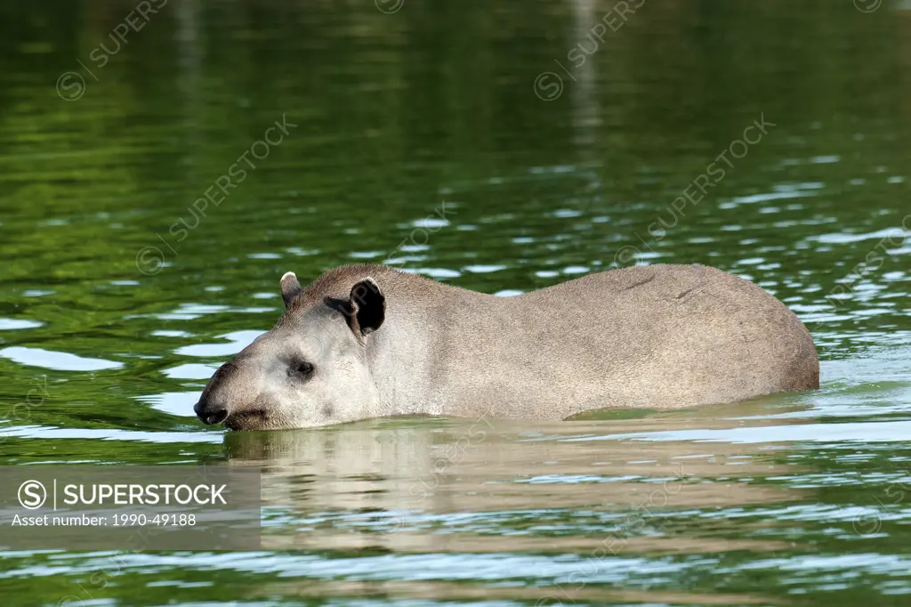 Capybaras Hydrochaeris hydrochaeris, Pantanal Wetlands, Southwestern Brazil, South America