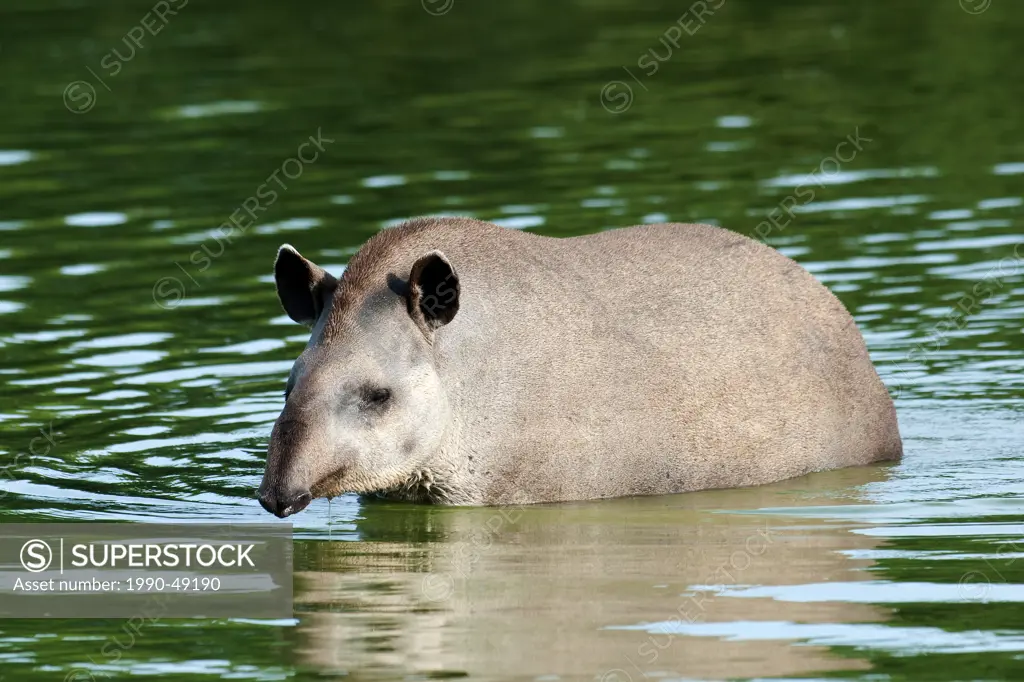 Capybaras Hydrochaeris hydrochaeris, Pantanal Wetlands, Southwestern Brazil, South America