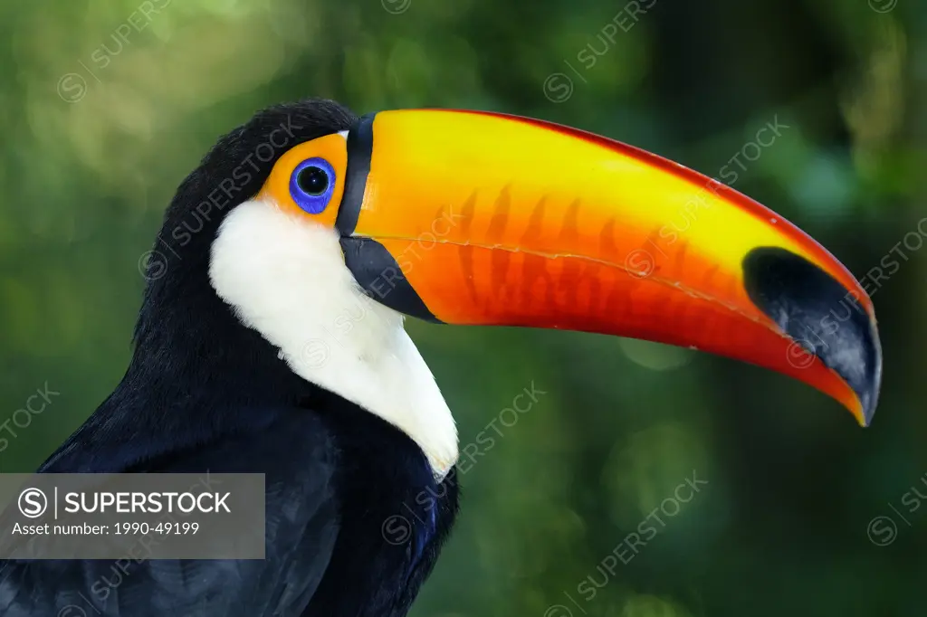 Adult toco toucan Ramphastos toco, Pantanal wetlands, Southwestern Brazil, South America