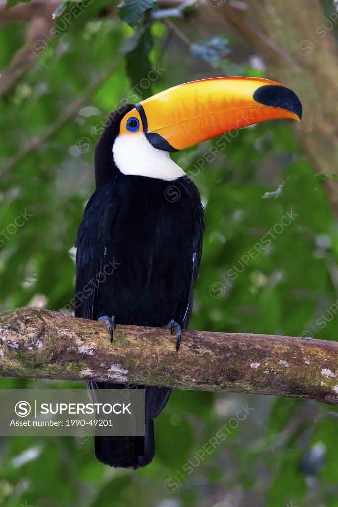 Adult toco toucan Ramphastos toco, Pantanal wetlands, Southwestern Brazil, South America