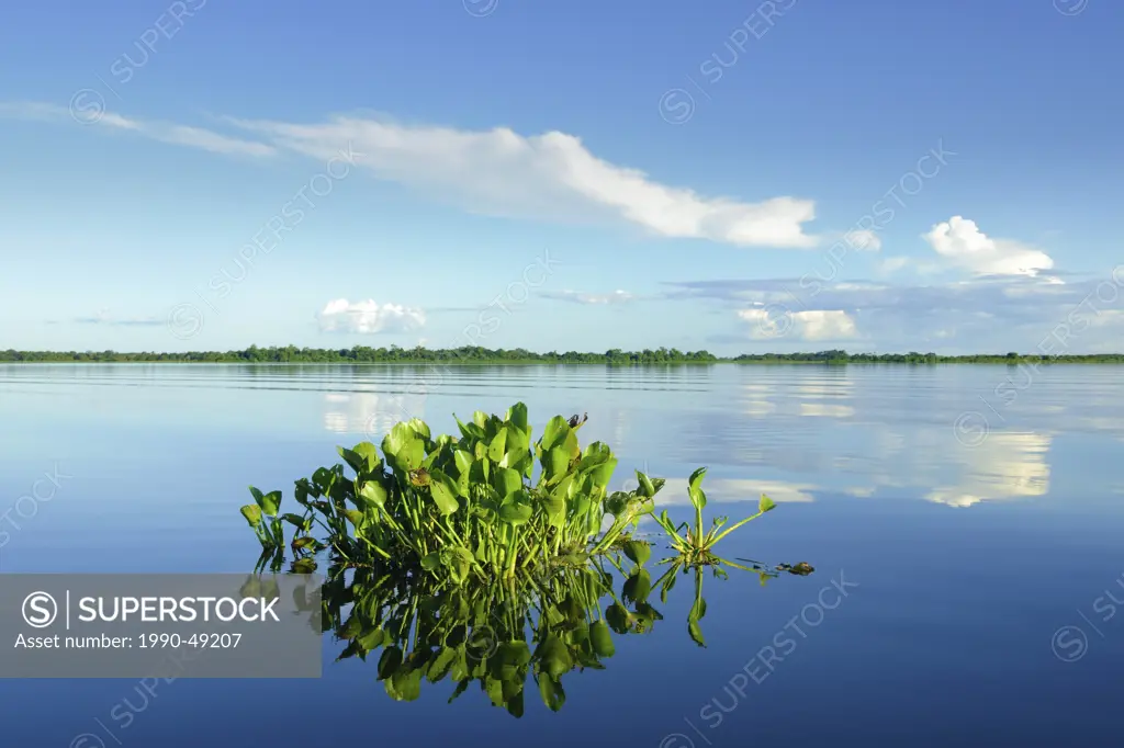 Water hyacinth Eichhornia crassipes, Pantanal wetlands, Southwestern Brazil, South America