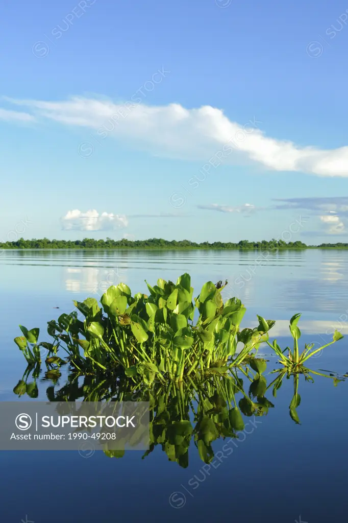 Water hyacinth Eichhornia crassipes, Pantanal wetlands, Southwestern Brazil, South America