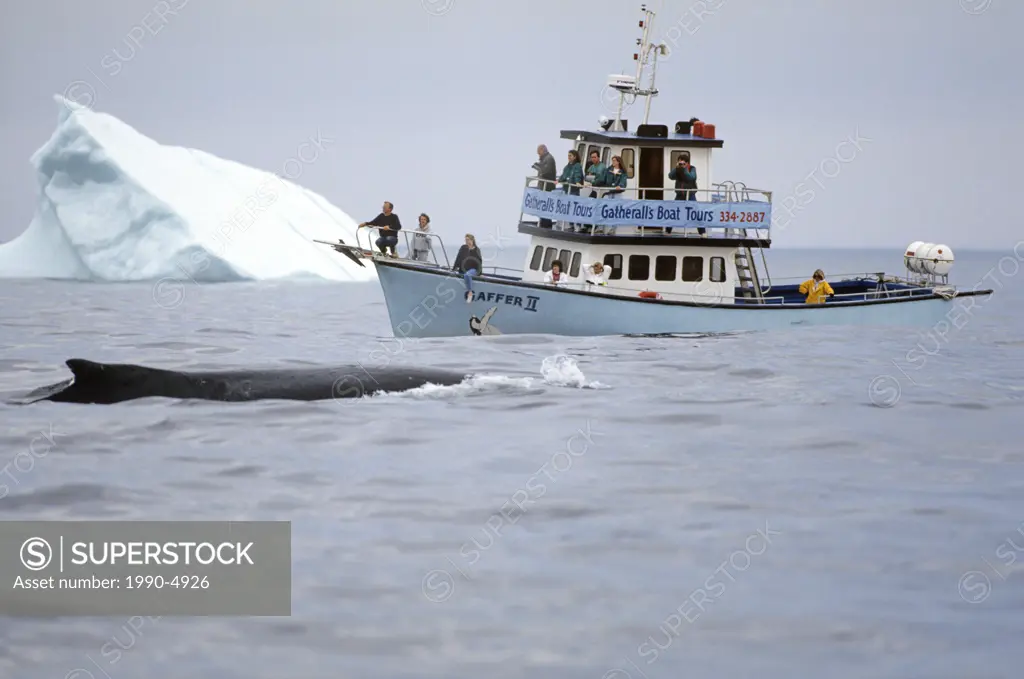 Icebergs and whale watching boat, Witless Bay Ecological Reserve, Newfoundland, Canada