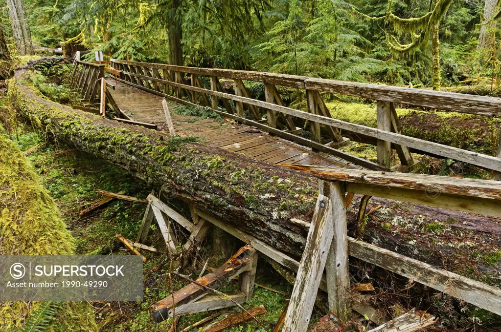 Fallen Douglas Fir destroys bridge in old growth rainforest, Cathedral Grove, MacMillan Provincial Park, British Columbia, Canada