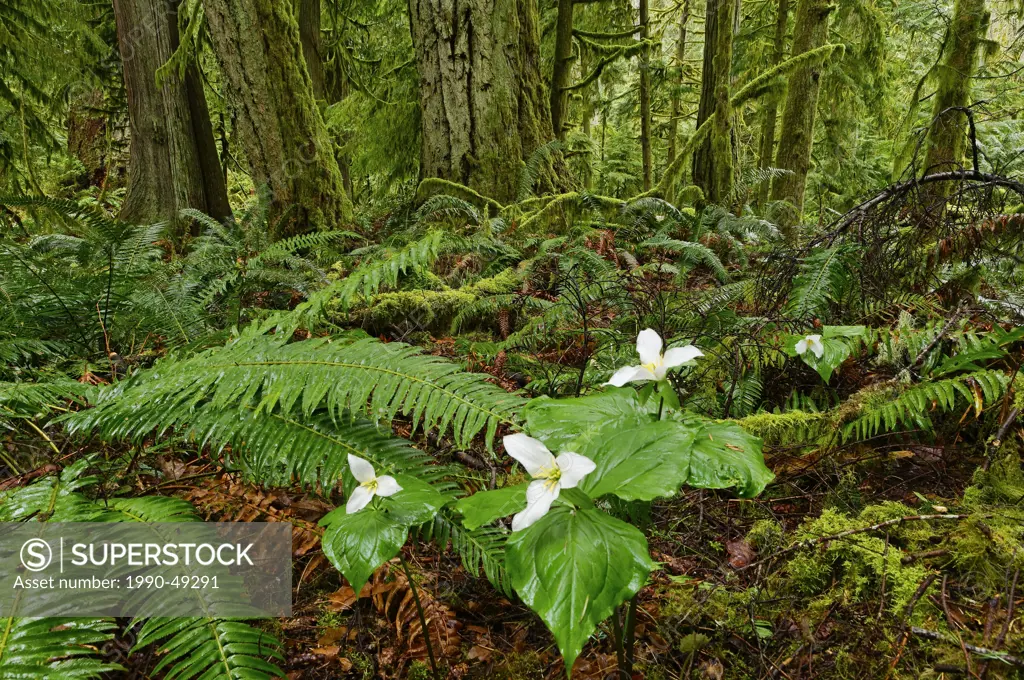 Western trilliums in old growth rainforest, Cathedral Grove, MacMillan Provincial Park, British Columbia, Canada