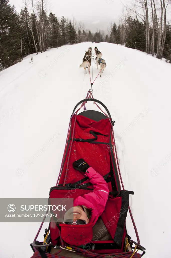 Young girl riding in dogsled in Fernie, BC, Canada.
