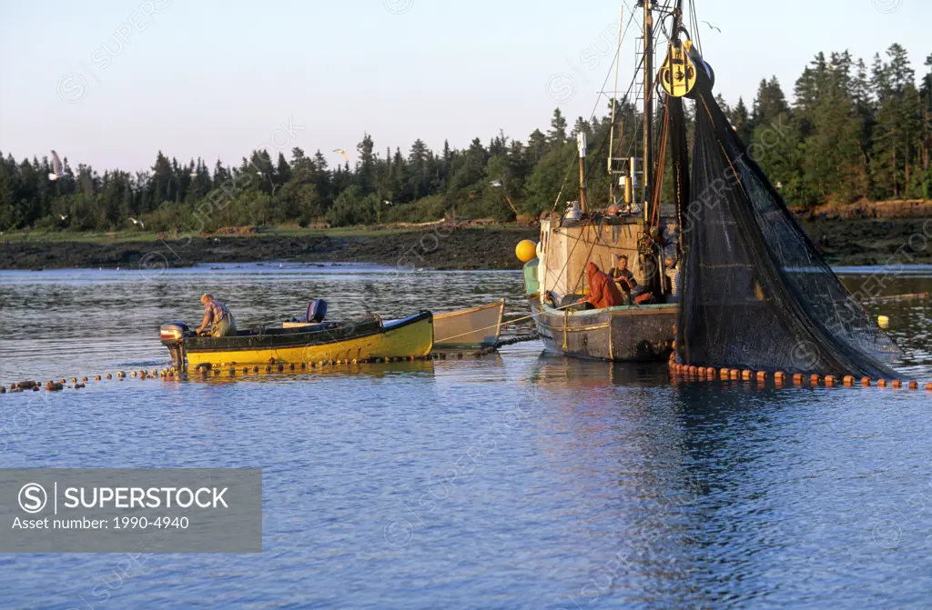 Seining for herring, Back Bay, New Brunswick, Canada