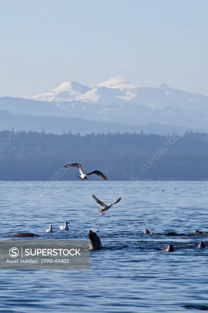 Steller sea lions cavort in Vancouver Island waters, BC, Canada