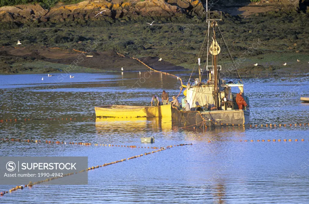 Seining for herring, Back Bay, New Brunswick, Canada