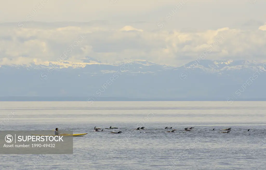 A kayaker paddles through the Malaspina Straight into a pod of white_sided Pacific dolphins off Willingdon Beach in Powell River, on British Columbia´...