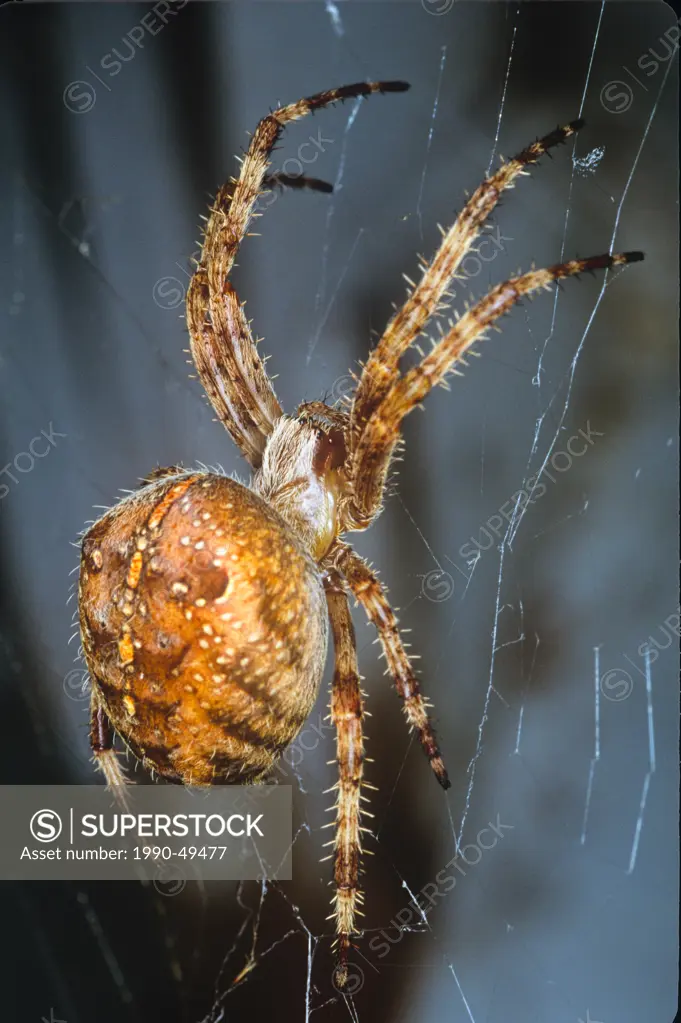 Garden Spider, aka Cross Spider Araneus diadematus