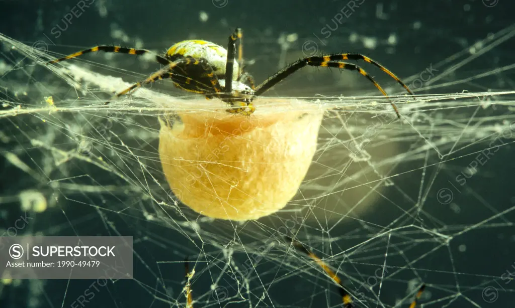 Spider Agriope brunniche guarding egg sac