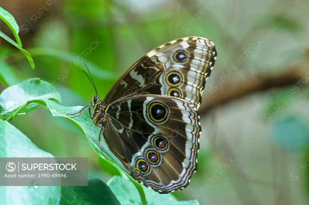 Morpho peleides limpida, Common Morpho Butterfly. Ventral view