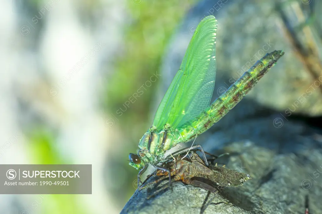 Anax junius, Green Darner Dragonfly emerging from exoskelton, Snake Doctor, Darning Needle, Green Darner