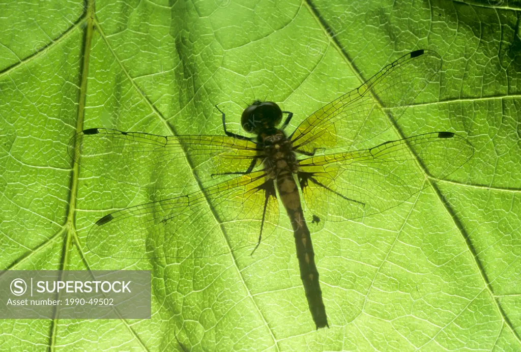 Paltohemis lineatipes, Rusty Skimmer Dragonfly