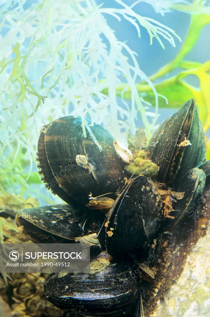 Blue Mussels Mytilus edulis