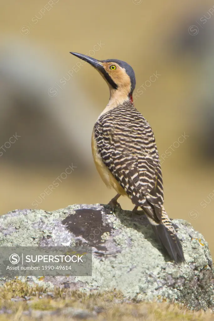 Andean Flicker Colaptes rupicola perched on a rock in Peru.