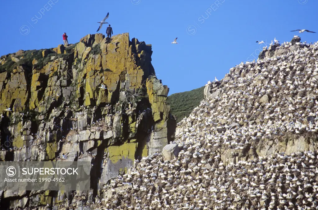 Tourists in Cape St  Mary´s Ecological Reserve taking in the Gannet colon  Newfoundland, Canada