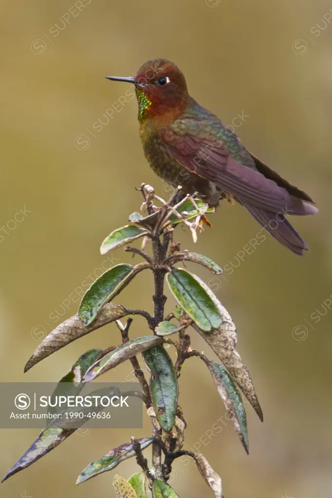 Coppery Metaltail Metallura theresiae perched on a branch in Peru.