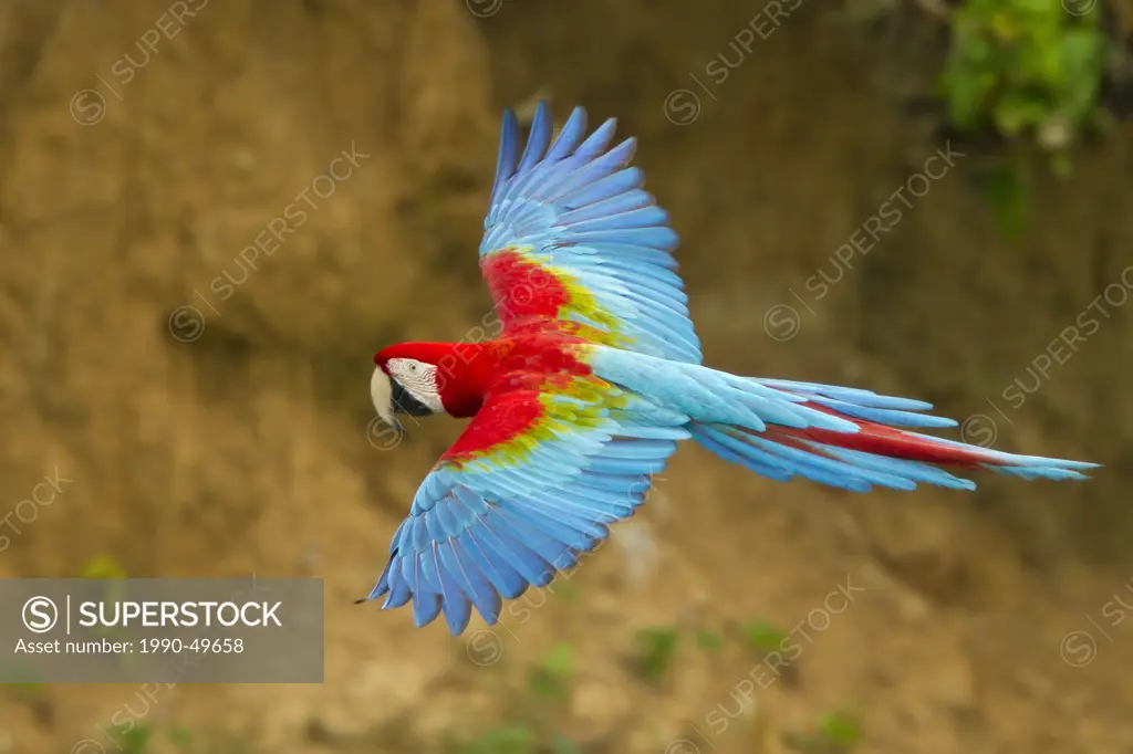 Red_and_green Macaw Ara chloroptera flying in Peru.