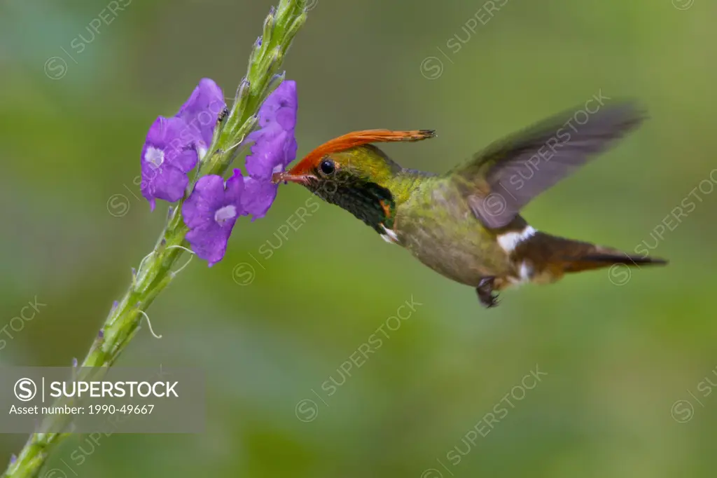 Rufous_crested Coquette Lophornis delattrei flying while feeding at a flower in Peru.