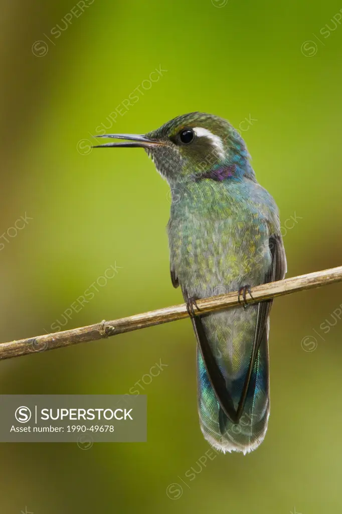 Wedge_billed Hummingbird Schistes geoffroyi in Peru