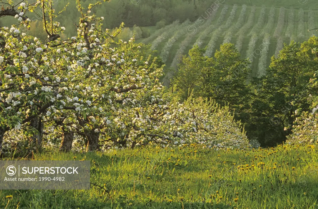 Apple Orchard, Blossom, Medford, Annapolis Valley, Nova Scotia, Canada