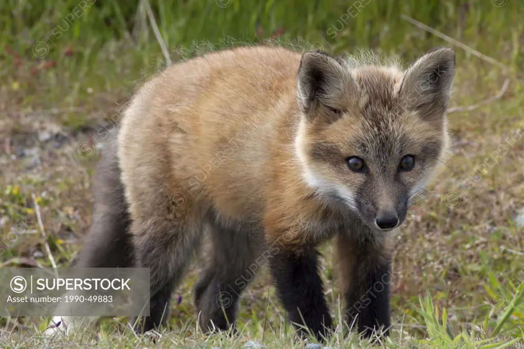 Wild Red Fox Kit, Vulpes vulpes, San Juan Island National Historical Park, San Juan Island, Washington State, United States of America