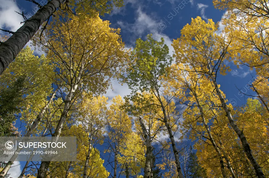 Trembling Aspen Populus tremuloides Salicaceae Willow Family in autumn season. Also Balsam Fir and White Spruce trees. Sleeping Giant Provincial Park,...