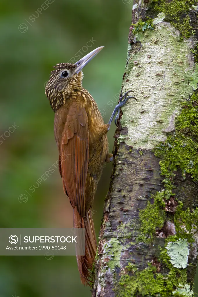 Buff_throated Woodcreeper Xiphorhynchus guttatus perched on a branch in Peru.