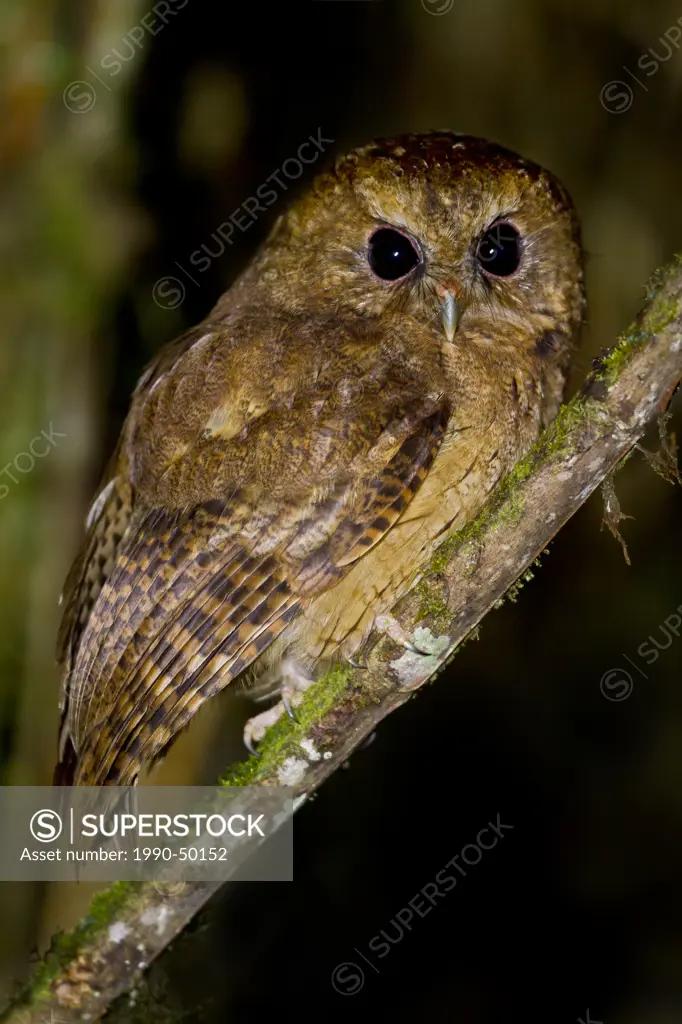 Cinnamon Screech Owl Megascops petersoni perched on a branch in Peru.