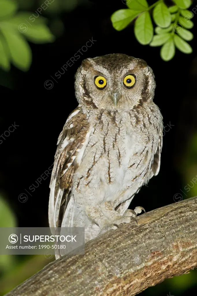 Peruvian Screech Owl Megascops roboratus perched on a branch in Peru.