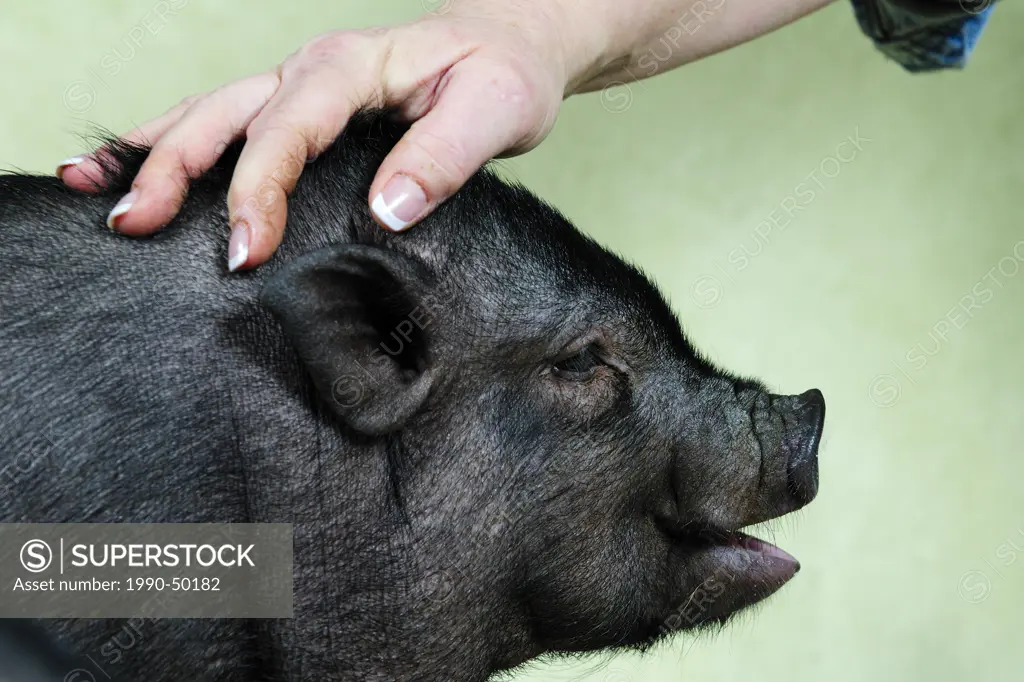 A 12 week old Pot Belly Pig being patted on head by owner, Duncan, Vancouver Island, British Columbia, Canada