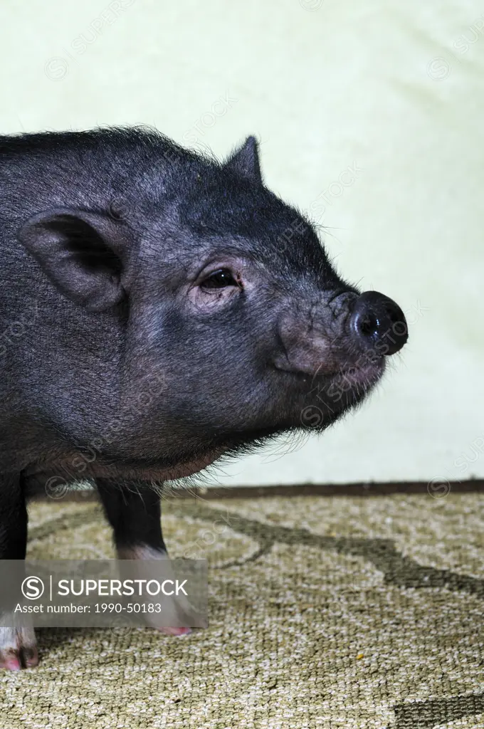 A 12 week old Pot Belly Pig, Duncan, Vancouver Island, British Columbia, Canada