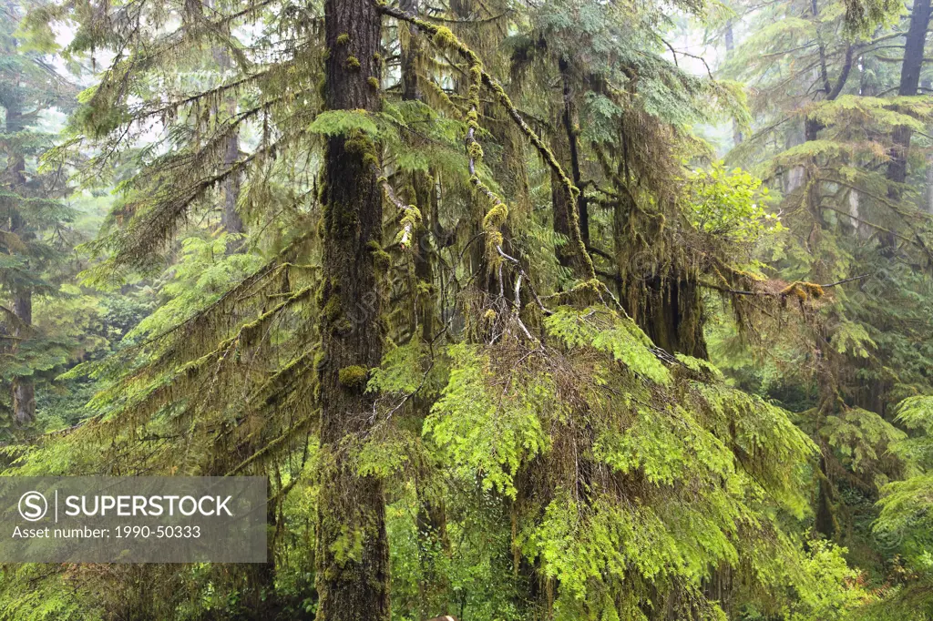 Old_growth rainforest, Western Red Cedar trees Thuja plicata, Pacific Rim National Park, Vancouver Island, British Columbia, Canada.