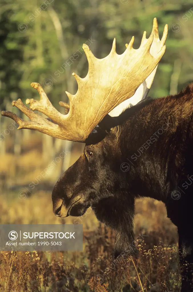 Large moose grazing at sunset, Canada