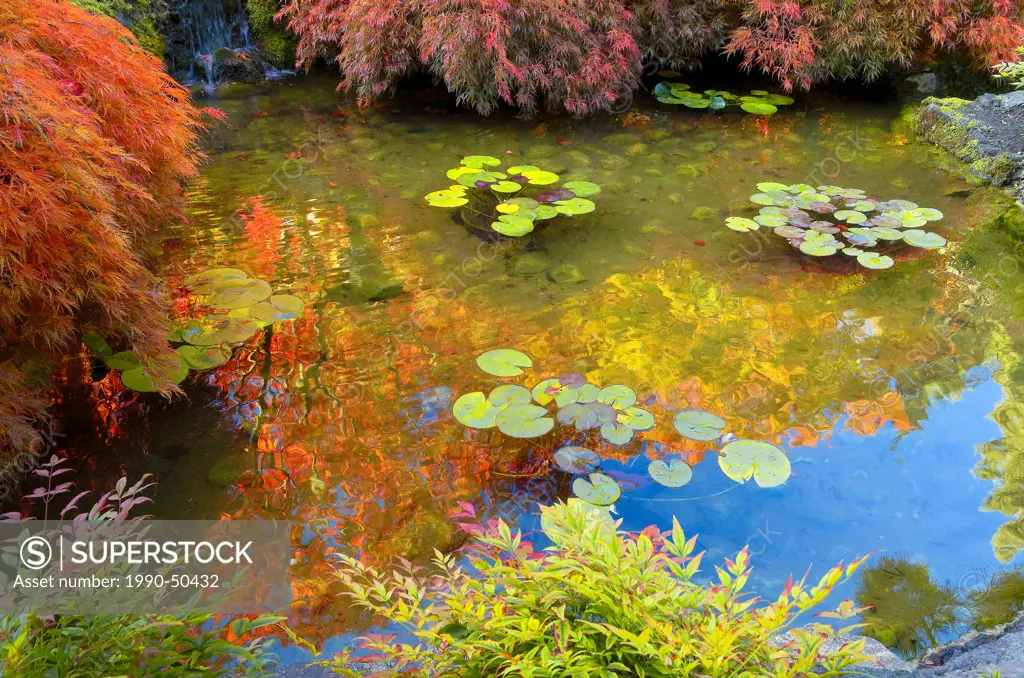 Pond with lily pads, reflecting Fall colour, the Japanese Garden, Butchart Gardens, Brentwood Bay, Vancouver Island, British Columbia, Canada