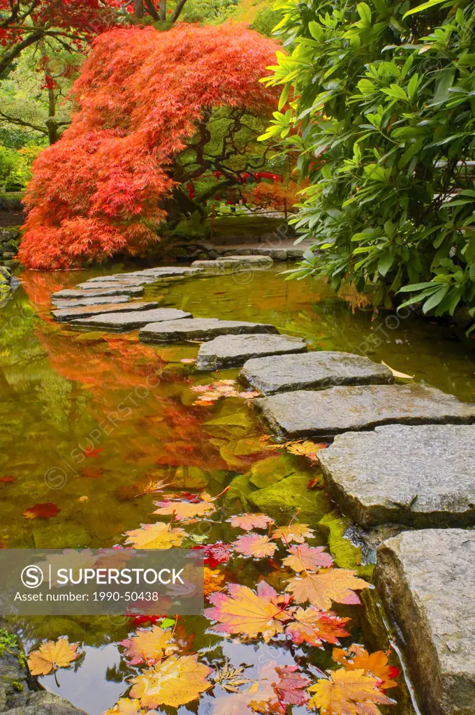 Fall colour and path through stream, the Japanese Garden, Butchart Gardens, Brentwood Bay, Vancouver Island, British Columbia, Canada