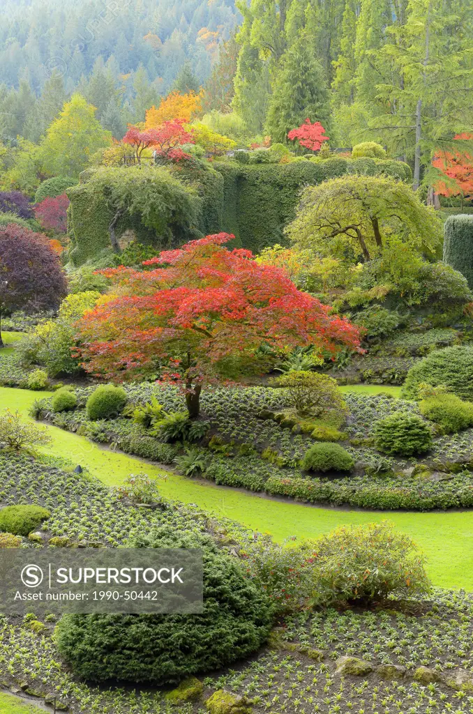 Fall colour, The Sunken Garden, Butchart Gardens, Brentwood Bay, Vancouver Island, British Columbia, Canada