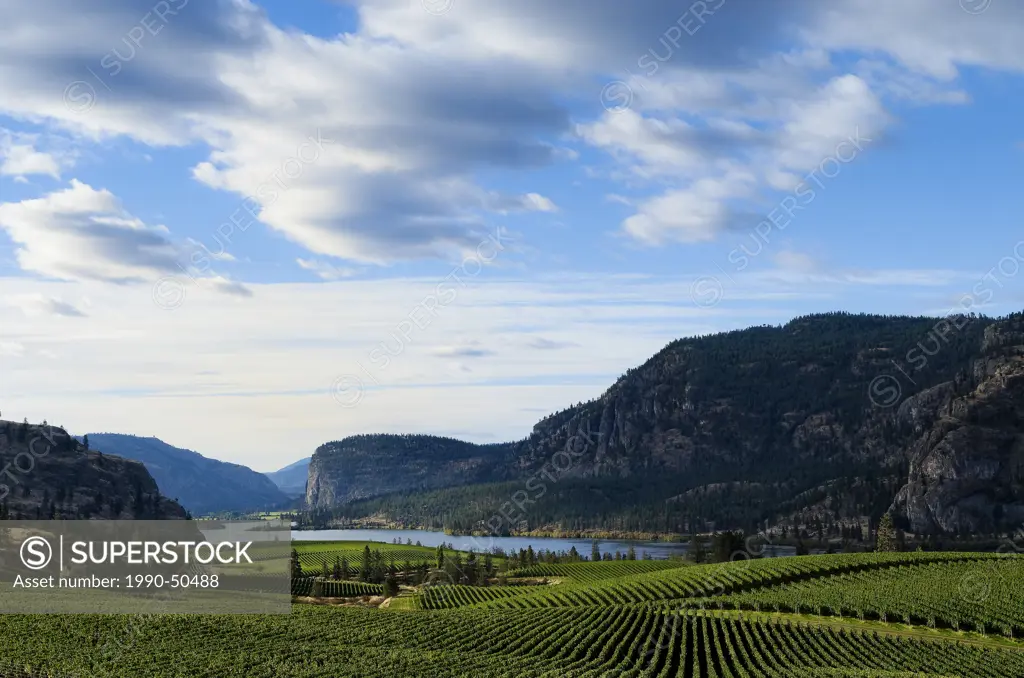 Blue Mountain Vineyard, overlooking Vaseux Lake, Okanagan Region, British Columbia, Canada