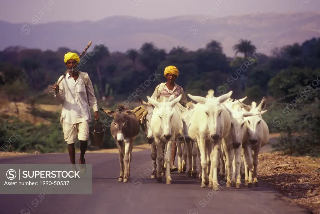 Donkey herders in rural Rajasthan, India