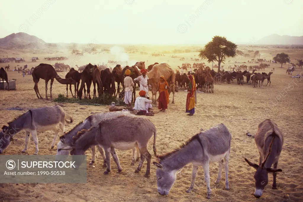 Camel herders at the Pushkar Camel Fair in Pushkar, Rajasthan, India