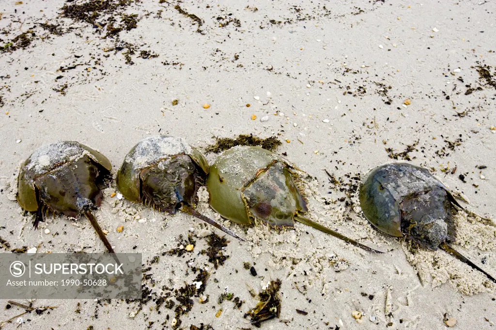 Atlantic Horseshoe crabs, Limulus polyphemus coming ashore to lay eggs, DelewareBay, New Jersey, United States