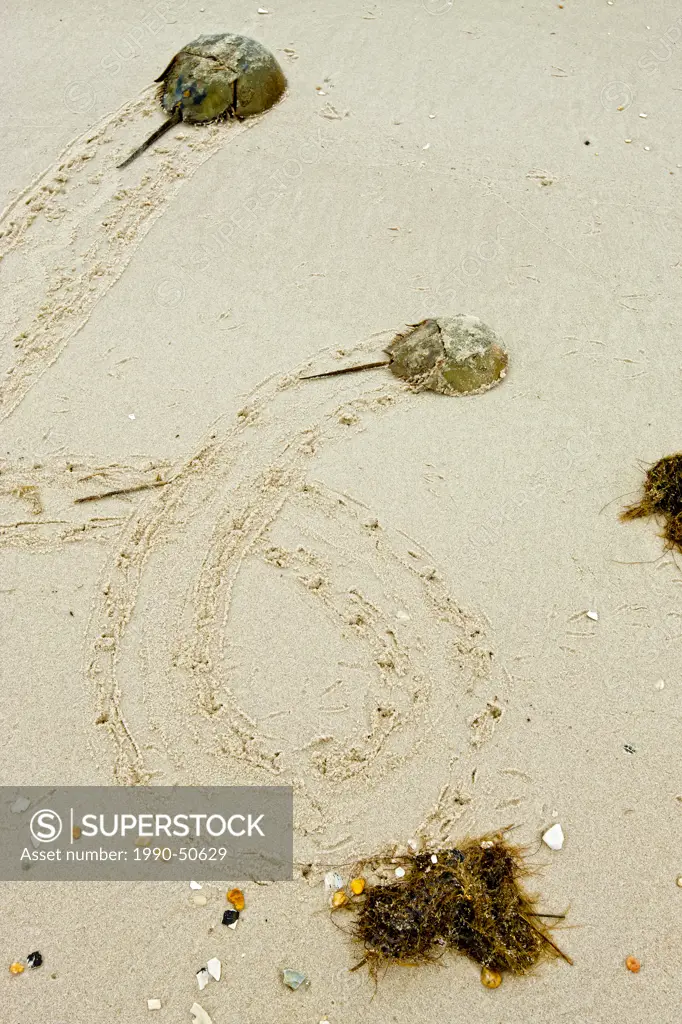 Atlantic Horseshoe crabs, Limulus polyphemus coming ashore to lay eggs, DelewareBay, New Jersey, United States