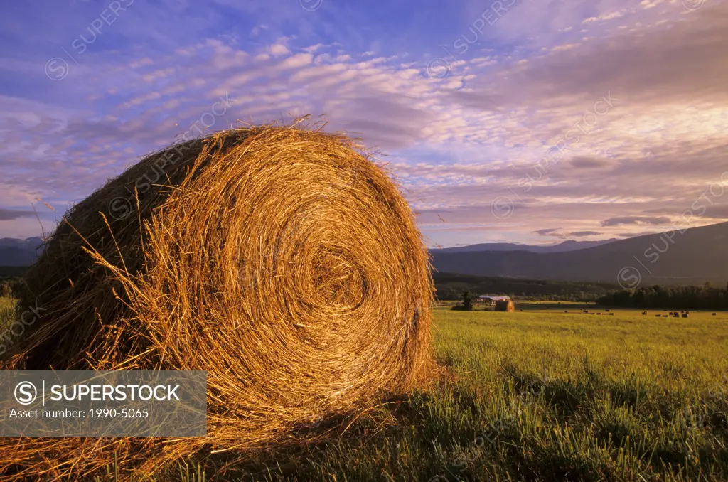 Round haybale in rural field, Smithers, Bulkley Valley, British Columbia, Canada
