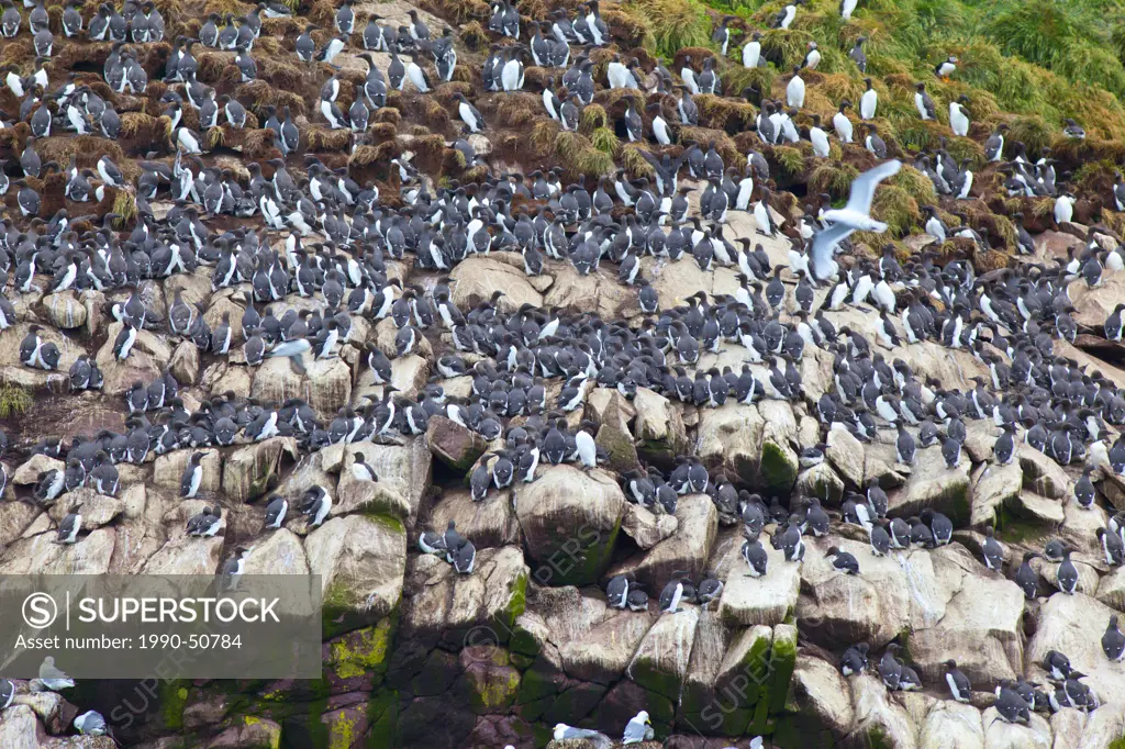 Common Murres Uria aalge nesting on Gull Island, Witless Bay Ecological Reserve, Newfound, Canada