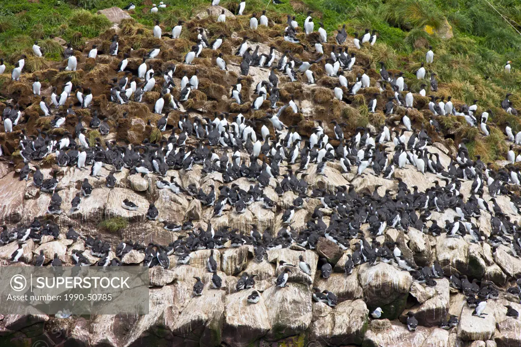 Common Murres, Uria aalge nesting on Gull Island, Witless Bay Ecological Reserve, Newfound, Canada