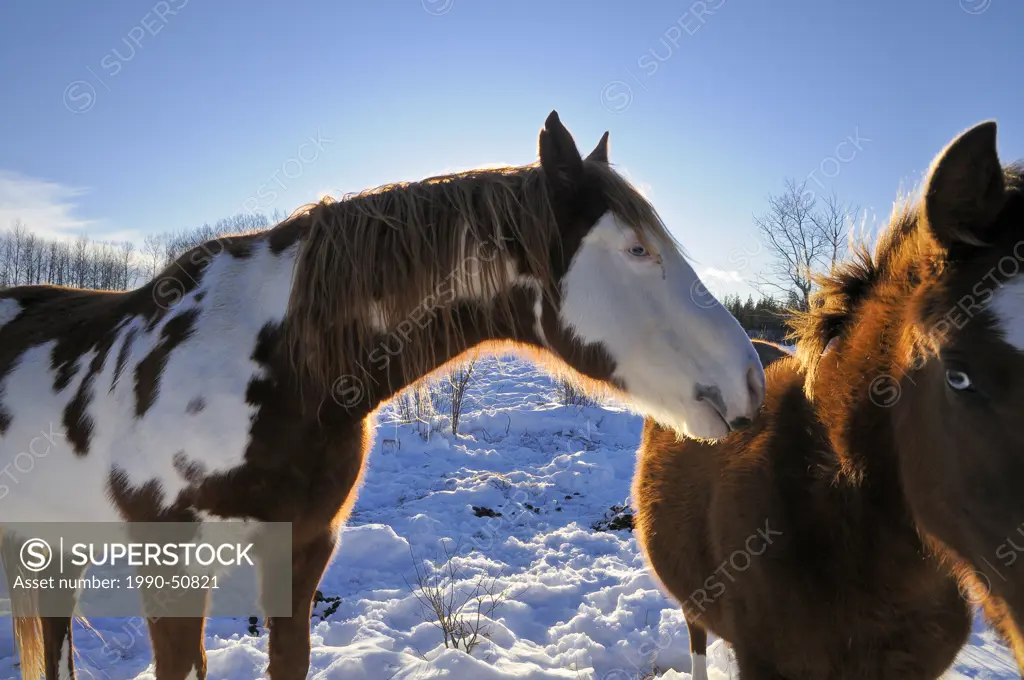 Horses in winter, the Rocking Horse Ranch, Cariboo Region, British Columbia, Canada,