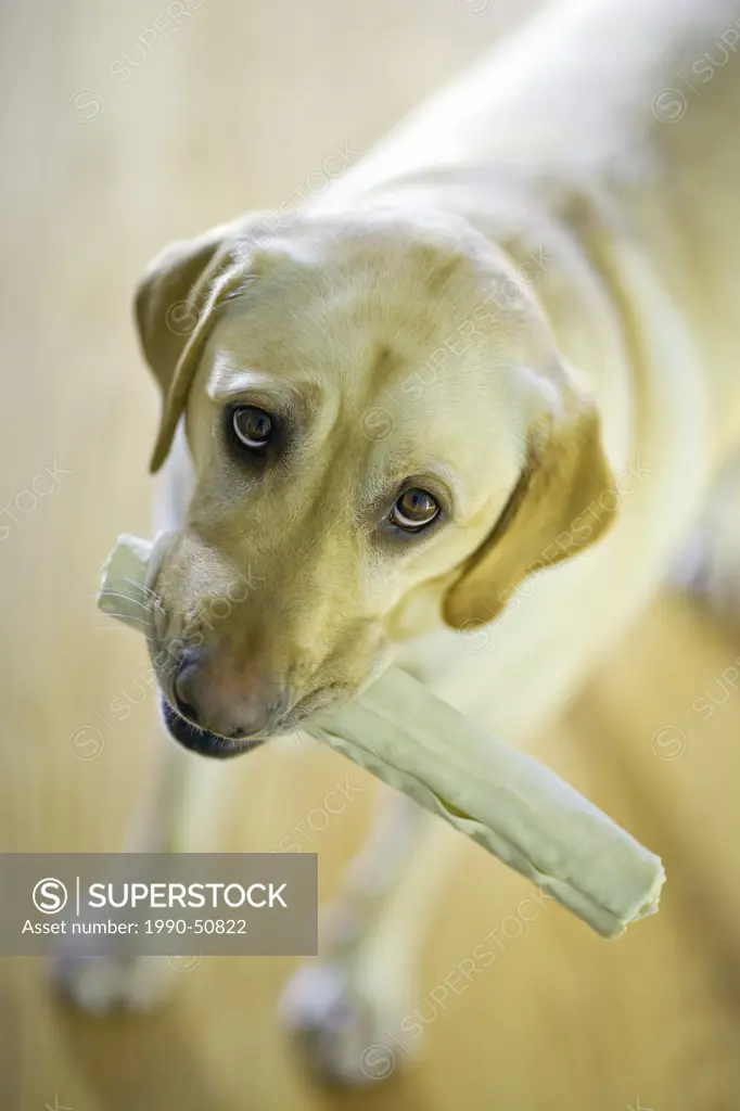 A young male Yellow Labrador Retriever dog looking up at camera, while holding his bone.