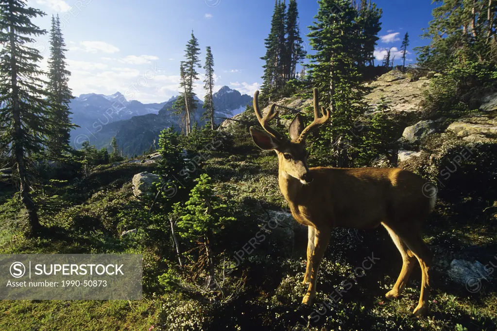 Wildlife of the Valhalla Range, Mule deer, Kootenays, Selkirk Mountains, Valhalla Provincial Park, British Columbia, Canada.